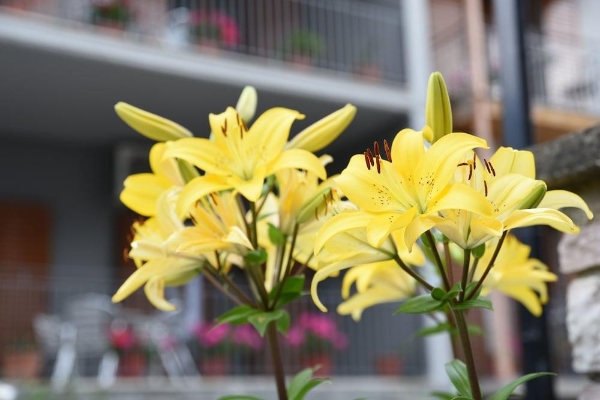 Domus Inn (Ioannina)